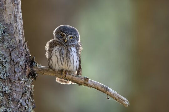 Pygmy Owl (Glaucicium passerinum), sitting on the branch of a tree, Pirchner Ast, Schwaz, Tyrol, Austria
