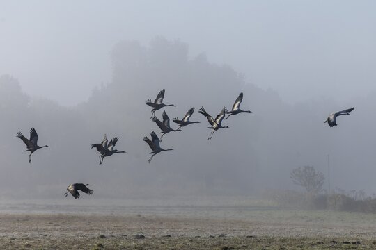 A group of cranes rises into the morning sky, Crane (Grus grus) wildlife, Western Pomerania Lagoon National Park, Zingst, Mecklenburg-Western Pomerania, Germany