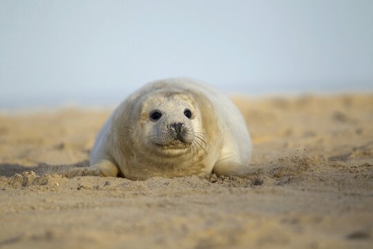 Grey seal (Halichoerus grypus), pup on a sandy beach, Norfolk, UK