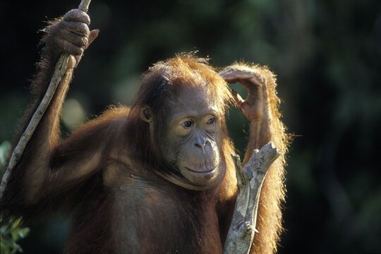 Young Orang Utan (Pongo pygmaeus) in tree, thoughtful, Tanjung Puting National Park, Borneo