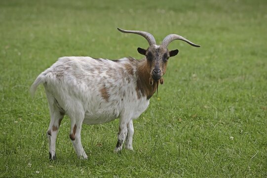 Domestic goat (Capra aegagrus hircus, Capra hircus), billy goat, North Rhine-Westphalia, Germany