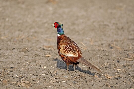 Pheasant (Phasianus colchicus), standing on a field, Burgenland, Austria