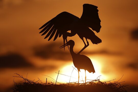 White stork (Ciconia ciconia) mating at sunset on the nest, Germany