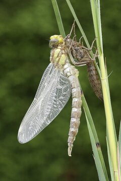 Southern Hawker or Blue Darner (Aeshna cyanea), dragonfly hatching from the larvae skin or exuvia, stretching body and wings, Allgaeu, Bavaria, Germany, Europe