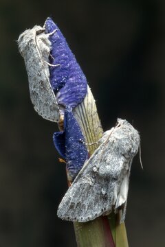 Two Miller Moths (Acronicta leporina), Tirol, Austria