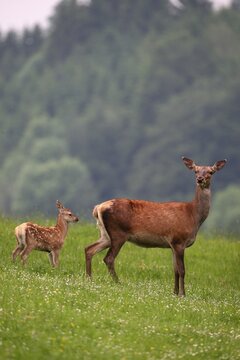 Red deer (Cervus elaphus) hind and calf, 10 days old, on a mountain meadow, Allgaeu, Bavaria, Germany, Europe