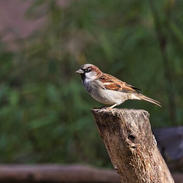 House sparrow (Passer domesticus) on tree stump, North Rhine-Westphalia, Germany