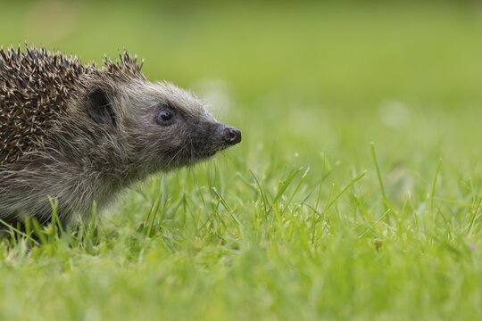 European hedgehog (Erinaceus europaeus) adult animal on an urban garden grass lawn, England, United Kingdom