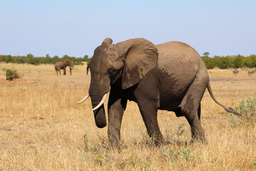 Fototapeta premium Afrikanischer Elefant / African elephant / Loxodonta africana