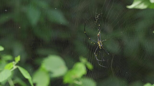 A medium-sized adult giant golden orb weaver spider (Nephila pilipes) works on its intricate web in a Thai jungle.