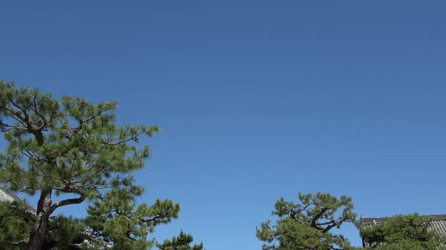松の木と青空（日本の神社仏閣）