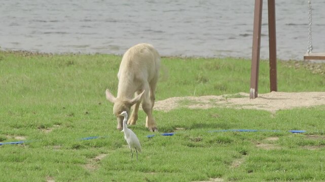 A rare albino juvenile water buffalo (Bubalus bubalis) grazes on short green grass beside a calm lakeside pasture in Thailand.