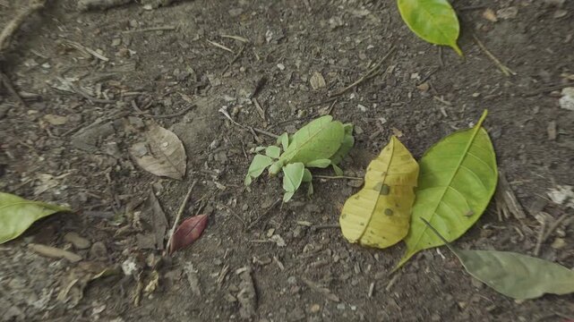 An adult giant leaf insect, Pulchriphyllium giganteum, rests motionless on a jungle floor in Thailand beside real fallen leaves.