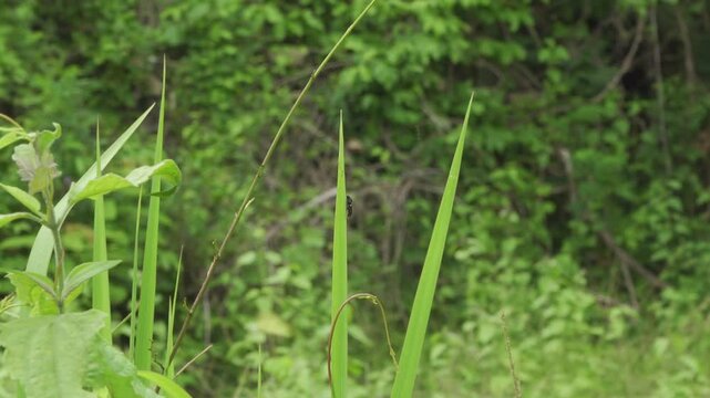 A small black froghopper from the family Cercopidae rests motionless and upright on a slender green grass blade in a lush Southeast Asian jungle. 