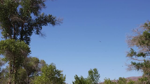 Migrant tree swallows soar overhead at  Pahranagat National Wildlife Refuge in Nevada