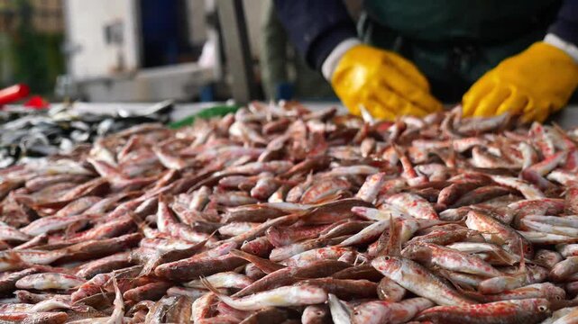 Fish sorting process at local market in the morning