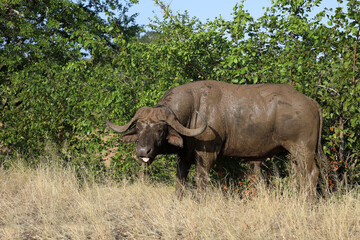 Fototapeta premium Kaffernbüffel / African buffalo / Syncerus caffer