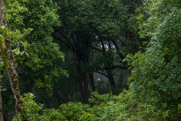 Fototapeta premium Fog hits this tropical rainforest. Misty air fills the tropical rainforest. White fog fades in this tropical rainforest.