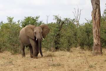 Obraz premium Afrikanischer Elefant / African elephant / Loxodonta africana