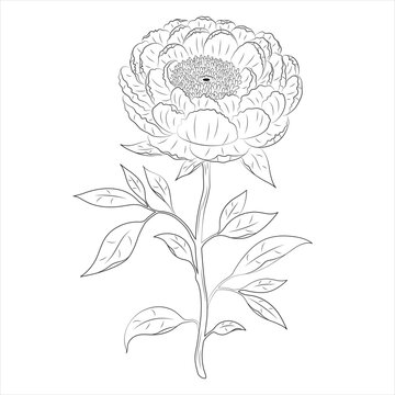 Peony flower drawing with petals, branches, and leaves. Botanical line art. Elegant black and white floral drawing.