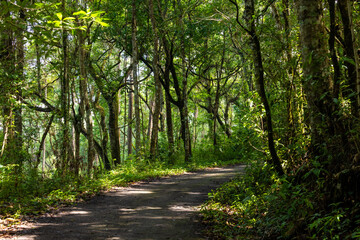 Obraz premium This tropical rainforest has a dirt path. Green trees surround this tropical rainforest.Walk and explore this lush tropical rainforest.