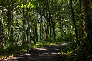 Fototapeta premium This tropical rainforest has a dirt path. Green trees surround this tropical rainforest.Walk and explore this lush tropical rainforest.