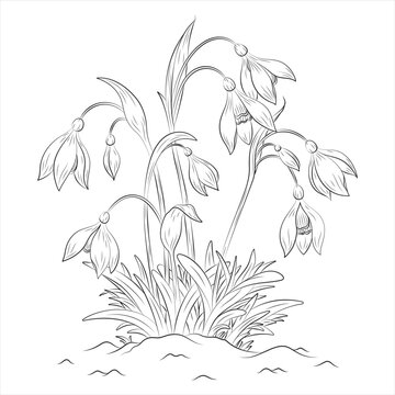 Snowdrop flower drawing with petals, grass, soil, branches, and leaves. Botanical line art. Elegant black and white floral drawing.