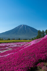 Naklejka premium 三島さん家の芝桜