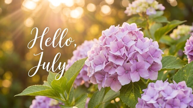 Hello july text on background of pink hydrangeas and sun rays gentle shining on blooming flowers on sunny summer day.