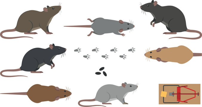 Pest Control Rodent Identification Sheet with Various Rat Species Signs Footprints Droppings and Wooden Mousetrap Vector Graphic Collection