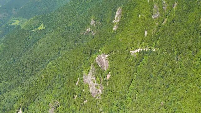 Altindere, Trabzon Province, Turkey. Aerial drone flight over steep forested slopes of Altindere Valley National Park, limestone cliffs amid dense green coniferous woodland under bright daylight. Aer