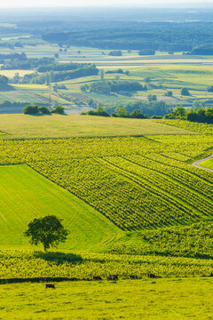 Vineyards on hills, Jura wine region, Bourgogne-Franche-Comte in eastern France.