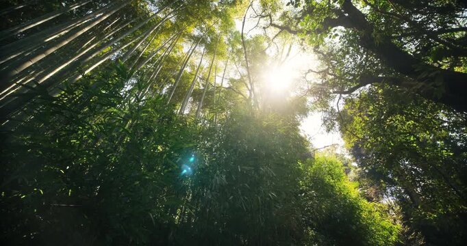 Dirt trail through Japanese bamboo thicket with glowing sun peeking through - steady cam tilt shot