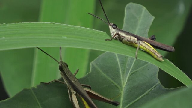 High-resolution 4K macro video of a grasshopper actively feeding on a blade of grass. The footage provides an intimate look at its mouthparts and feeding mechanics in a natural wild environment.
