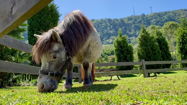 Low-angle video of shetland pony grazing on fresh green grass in a sunny countryside farm, surrounded by wooden fence, and lush hills under a clear blue sky. Perfect for theme related to animals