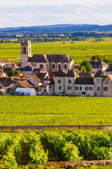 Fototapeta premium Vineyards and Pommard village, Burgundy in France.