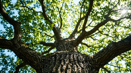 Fototapeta premium Canopy of towering ancient oak tree against blue summer sky, bark and branch details