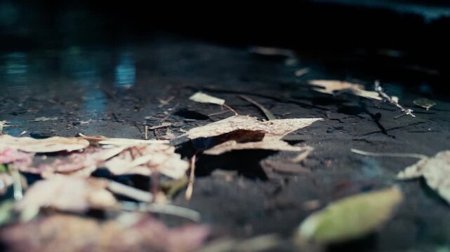 Details of organic leaf textures in a lush forest