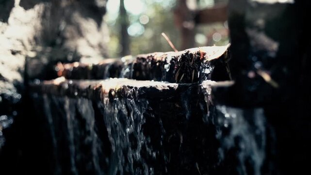 Details of organic leaf textures in a lush forest