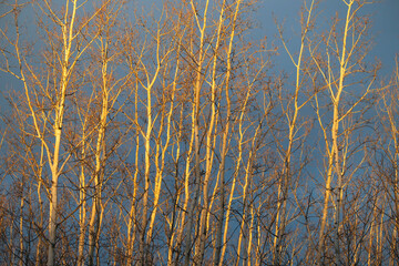 Obraz premium Sun shining on birch trees in Alaska