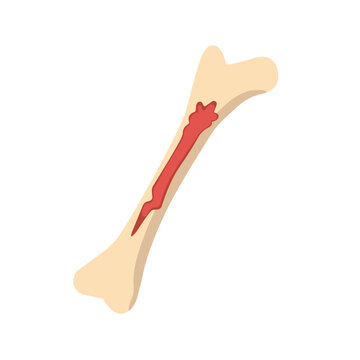 Human bone anatomy vector illustration with cross section showing bone marrow
