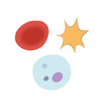 Blood cells vector illustration with erythrocyte leukocyte and platelet