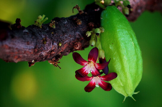 Close up of averrhoa bilimbi fruit and small red flowers growing on a tree trunk, averrhoa bilimbi or belimbing wuluh