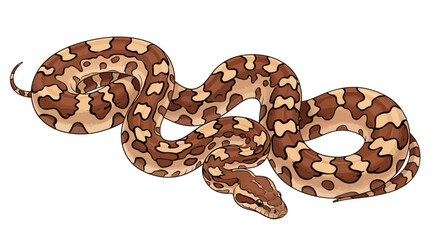 Fototapeta premium Brown and tan patterned snake coiled in a resting pose.