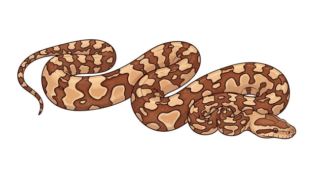 Coiled brown patterned snake resting with camouflage on light background, showing curved body and subtle textures.