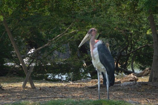 Marabou Stork Standing in Natural Habitat