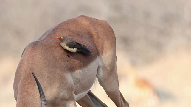 Red-billed Oxpecker Bird Cleaning Parasites Off An Impala
