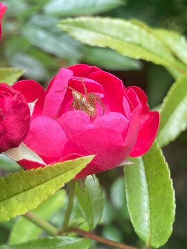 Lynx spider inside a mini rose flower with blurred background / ボケ背景のミニバラの花の中にいるササグモ