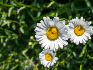 Fototapeta premium Close Up of White Daisies with Yellow Centers in Soft Sunlight