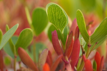 Obraz premium Fresh green and vibrant red leaves of various succulent plants grow together.
